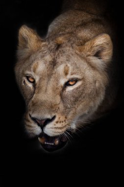 Baş aslanım tepeden tırnağa. Yakından tırnağa. Siyah arkaplan.