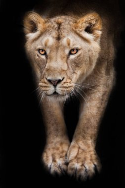 Sarışın dişi aslan. Ön tarafı üstünüzden uzanan bacaklar. Siyah gece arka planı.