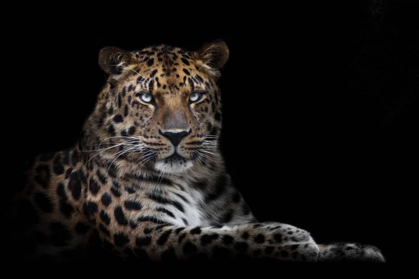 Poderoso Leopardo Bestia Majestuosamente Sienta Derecho Orgulloso Fondo Negro Aislado —  Fotos de Stock