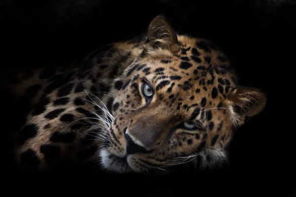 Hungry look leopard face obliquely close-up isolated black background