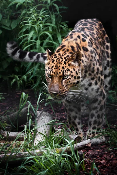 Dangerous Rare Far Eastern Leopard Comes Out Forest Bright Green — Stock Photo, Image