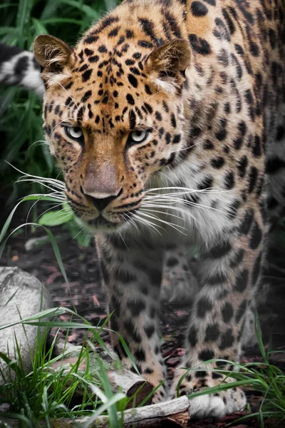 Temiz Gözler Güzel Benekli Saçlar Uzakdoğu Amur Leoparı Yakın Plan — Stok fotoğraf