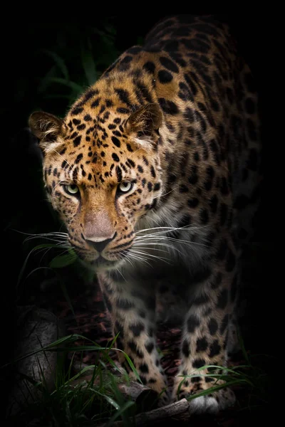 Acercamiento Hocico Patas Oscuridad Leopardo Sobre Hojas Verdes Hierba Hacia —  Fotos de Stock