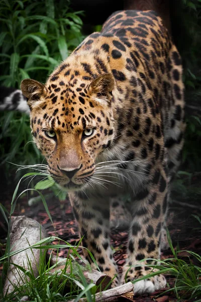 Calmamente Confiantemente Semi Escuridão Uma Grama Leopardo Cara Cheia Atrás — Fotografia de Stock