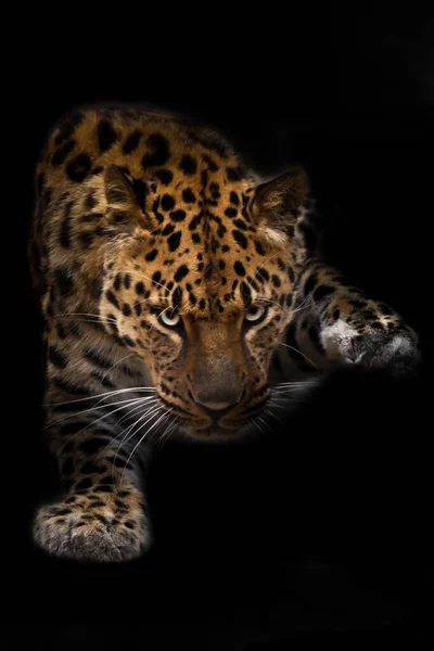 Mentira Olha Perto Vermelho Gato Leopardo Isolado Preto Fundo — Fotografia de Stock