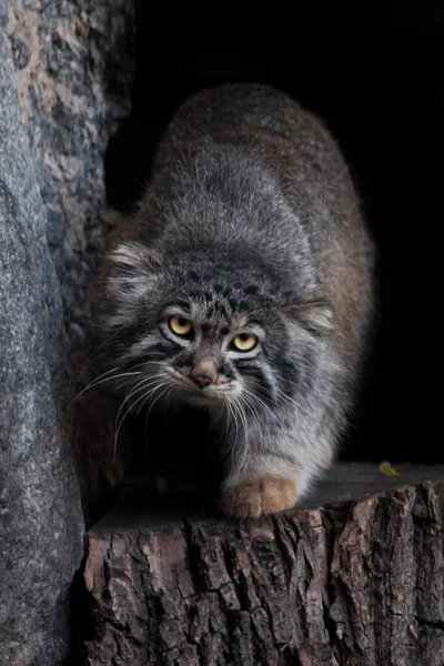 Kucing Pallas Berbulu Melangkah Depan Dengan Marah Dengan Matanya — Stok Foto