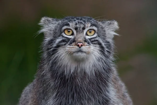 Забавный Небезопасный Намордник Полный Портрет Дикой Кошки — стоковое фото