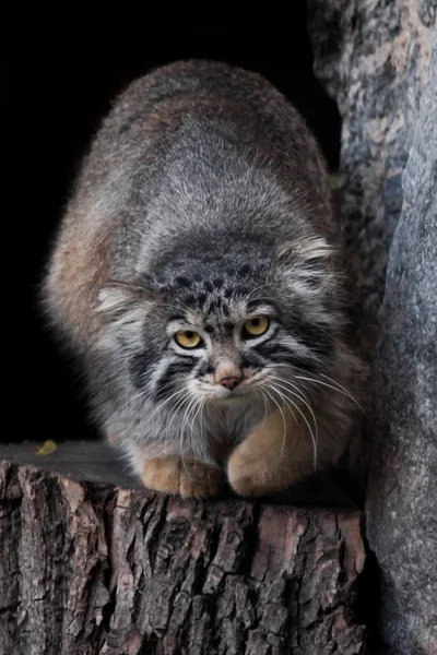 Een Pluizige Wilde Kat Pallas Kat Pallas Kat Verzamelt Zich — Stockfoto