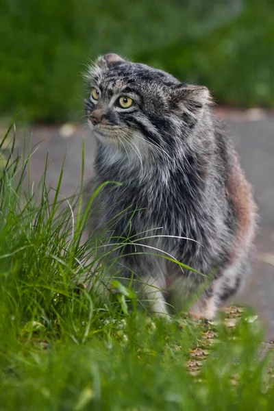 Sideways Ner Gräset Vild Fluffig Katt Pallas Aktre Blick Smaragd — Stockfoto