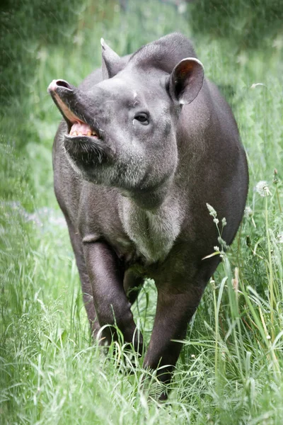 Tapir Bulta Divertidamente Tronco Con Rostro Lleno Hocico —  Fotos de Stock