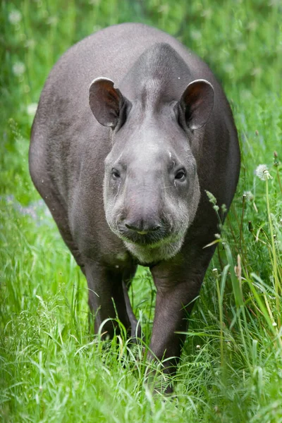 Divertido Tapir Anface Mirando Hacia Arriba Usted Sudamericano —  Fotos de Stock