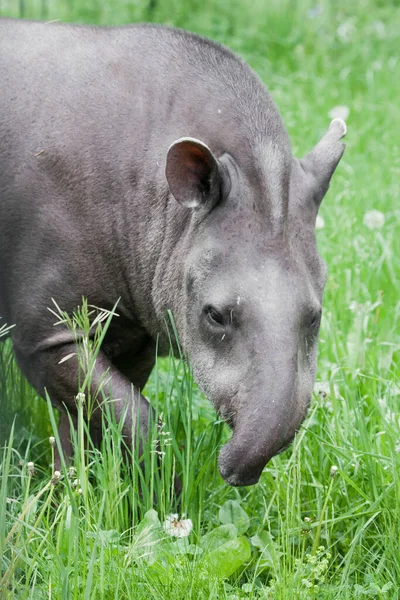 Grappig Gebogen Tapir Stam Strekt Zich Uit Naar Smakelijk Groen — Stockfoto