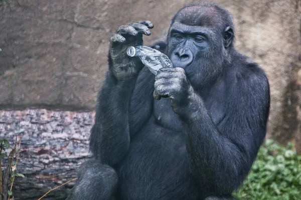 Der Gorilla Affe Weiß Nicht Wie Plastikmüll Form Einer Limo — Stockfoto