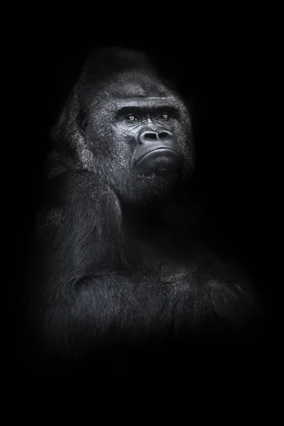 Ein Mächtiger Verärgerter Männlicher Gorilla Sitzt Halb Umgedreht Über Einer — Stockfoto