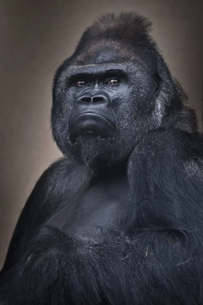 Männliche Gorillas Schielen Verdächtig Nach Hinten Wie Ein Chef Bei — Stockfoto