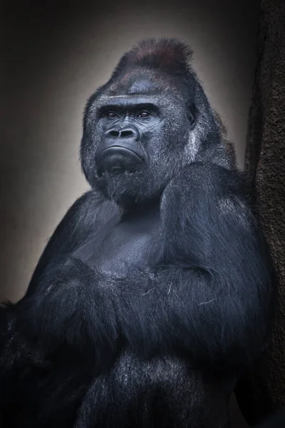 一只坐着的雄性大猩猩和它有力的手 半身像的镇定自信 — 图库照片