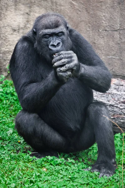 Macaco Gorila Está Segurando Algo Seu Punho Focinho Sentado Sua — Fotografia de Stock