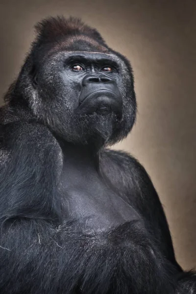 Stolz Erhobener Kopf Eines Männlichen Gorillas Und Flüchtiger Blick Porträt — Stockfoto