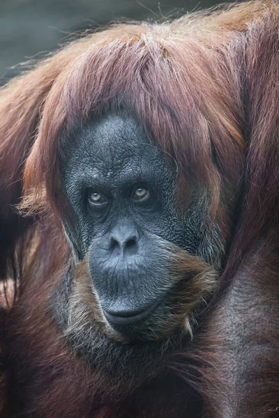 オランウータンの赤い猿の哲学的なビューの銃口を閉じて座って 肖像画の完全な顔の動物アントロポイド — ストック写真