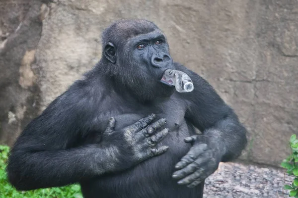 Gorilla Und Plastik Gorilla Hält Flasche Mund Und Schlägt Mit — Stockfoto