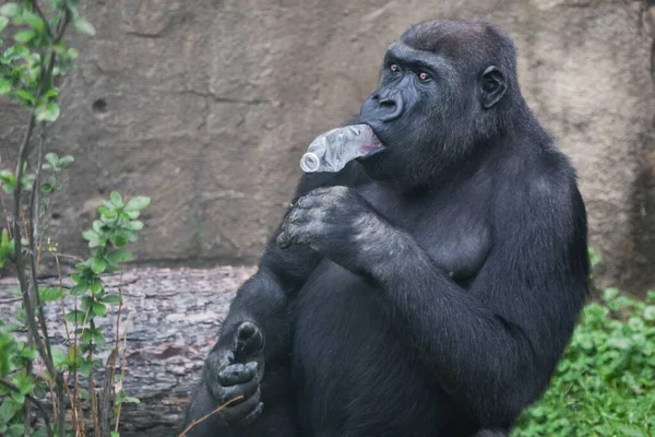 Ratloser Gorilla Weiß Nicht Mit Einer Plastikflasche Mund Einem Symbol — Stockfoto