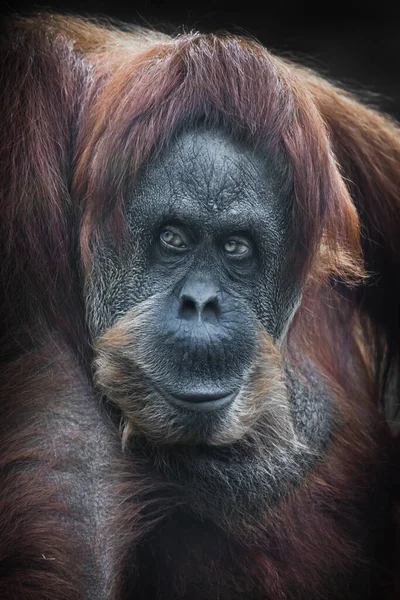 Sly Orangotango Ruivo Orangotango Descontente Olhando Para Frente Poderoso Antropoide — Fotografia de Stock