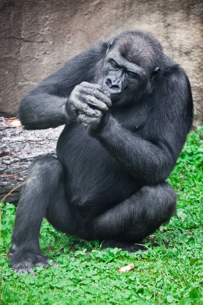 Ein Gorilla Affe Sitzt Mit Gefalteten Händen Auf Dem Gras — Stockfoto