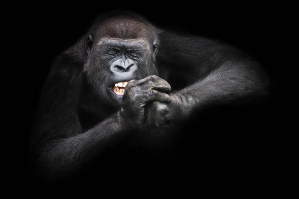 Ijver Doorzettingsvermogen Van Een Vrouwelijke Gorilla Met Ontbloot Tanden Squinting — Stockfoto