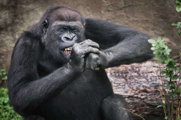 Das Gorillaweibchen Nagt Fleißig Etwas Hartem Entblößt Die Zähne Verdreht — Stockfoto