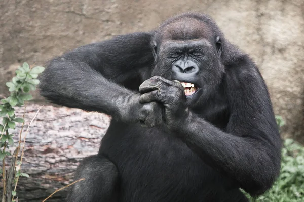 Een Vrouwelijke Gorilla Met Ontblote Tanden Squinting Haar Ogen Knagend — Stockfoto