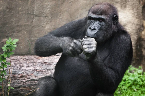 Gorilla Vrouwtje Zittend Haar Handen Bij Haar Gezicht Kijkt Aandachtig — Stockfoto