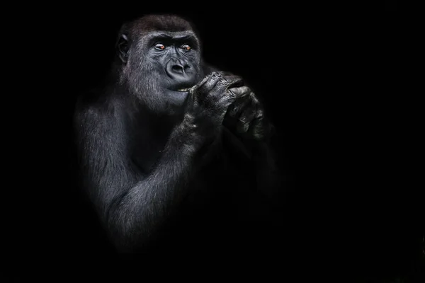 Megvilágított Gorilla Mintha Kéz Kézben Imádkozva Közel Arcát Néz Figyelmesen — Stock Fotó