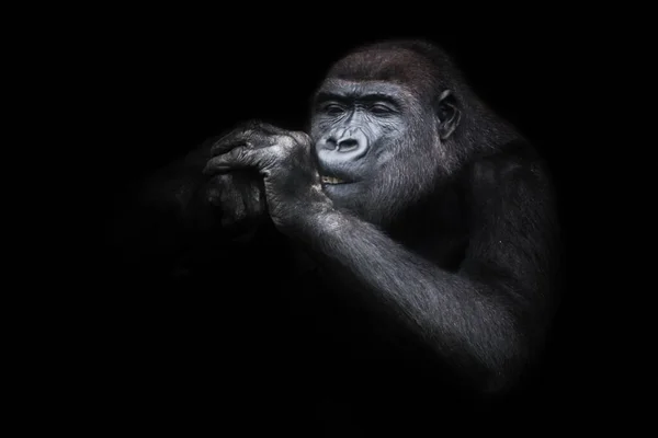 用手尖着嘴闭着眼睛的雌性大猩猩 滑稽极了 好像点燃了一支香烟 孤立的黑色背景 — 图库照片