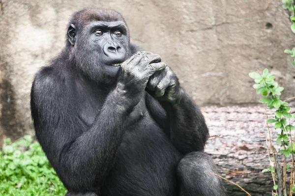Gorila Fêmea Sentada Segurando Mãos Pelo Rosto Olha Atentamente Verde — Fotografia de Stock