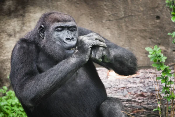 Gorille Féminine Diligente Ronge Quelque Chose Tout Tenant Ses Mains — Photo