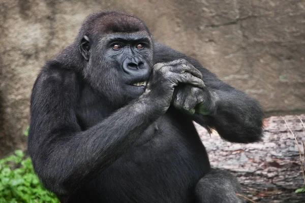 Vrouwelijke Gorilla Knabbelt Iets Terwijl Haar Handen Aan Muilkorf Trekt — Stockfoto