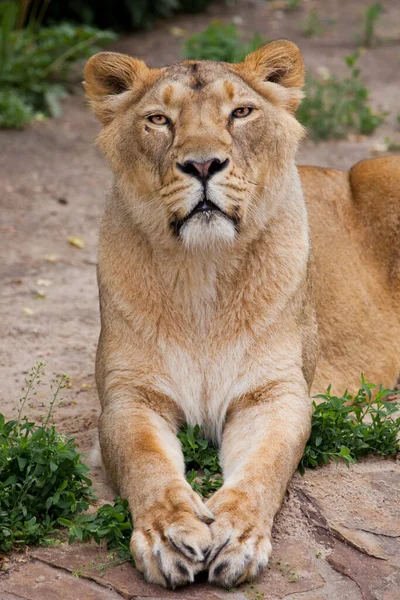 Disciplinedly Sits Exemplary Female Lioness Student Straight Looks Forward — Stock Photo, Image