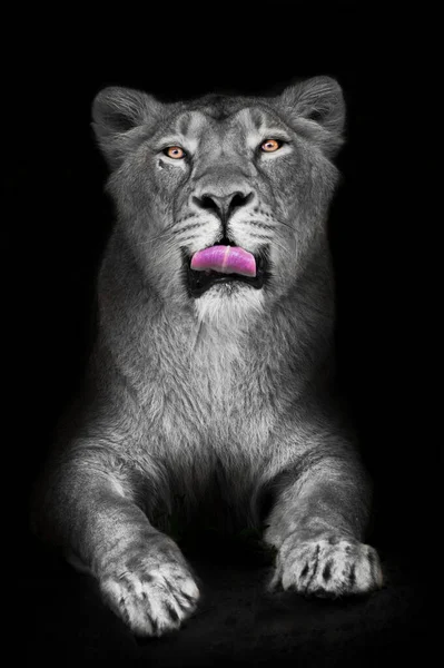 Lioness Looks You Licks Her Lips Black Background Discolored Bright — Stock Photo, Image