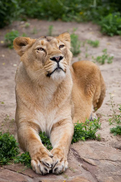 Female Lioness Sits Slightly Half Turned Straight Clearly Neat Straight — Stock Photo, Image