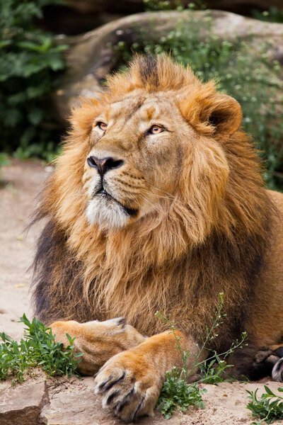 King Lion in a half turn, head and paws , Asian Indian lion on a background of stones