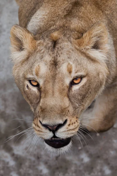 Eagerly Looks You Hungry Eyes Bottom Hungry Lioness Opens Her — Stock Photo, Image