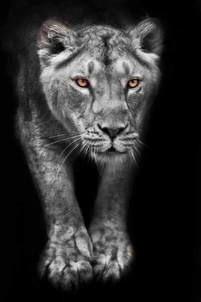 在昏暗的月光下张开爪子 明亮的眼睛和孤立的黑色背景下的狮子座女 — 图库照片