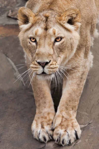 Lionne Corps Partie Avant Étirant Ses Pattes Devant Vous — Photo