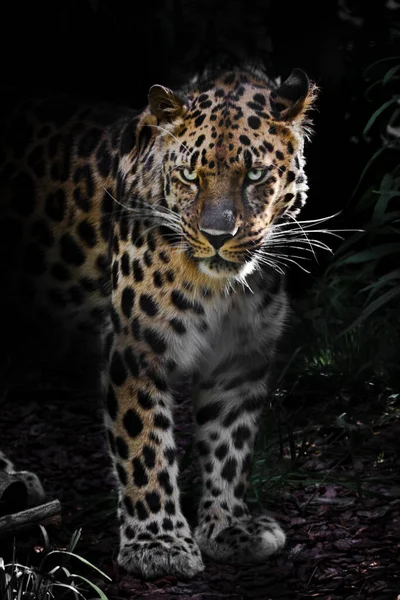 Lejano Oriente Leopardo Amur Bosque Nocturno Perdido Matorral Del Bosque —  Fotos de Stock