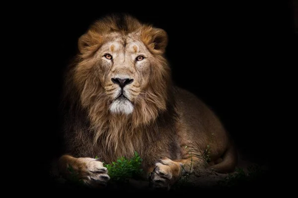 Handsome Lion Full Growth Imposingly Sits Night Darkness Front Green Royalty Free Stock Images