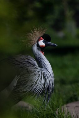 Taçlı bir vincin kıvrımlı boynu. Koyu yeşil bir arka planda. Profilde Afrika kuşu.