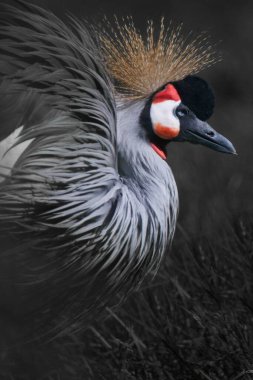 Koyu arkaplan, altın tacı ve taç takan güzel vincin kırmızı buklelerini ortaya çıkarır.