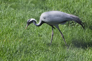 İnce ve zarif bir kuş Matmazel Crane dikkatlice yeşil çimen tarlasında yürüyor.