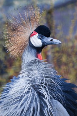 Altın armalı mavi bir kuşun birkaç kızgın gözü. Siyah taçlı, yakın plan mavi tüyler güzel bir şekilde dalgalanıyor.