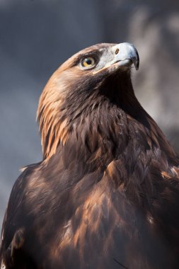 Neşeli ve tehlikeli kartal altın kartal yüzünü kapat, kahverengi tüy güneş ışığı